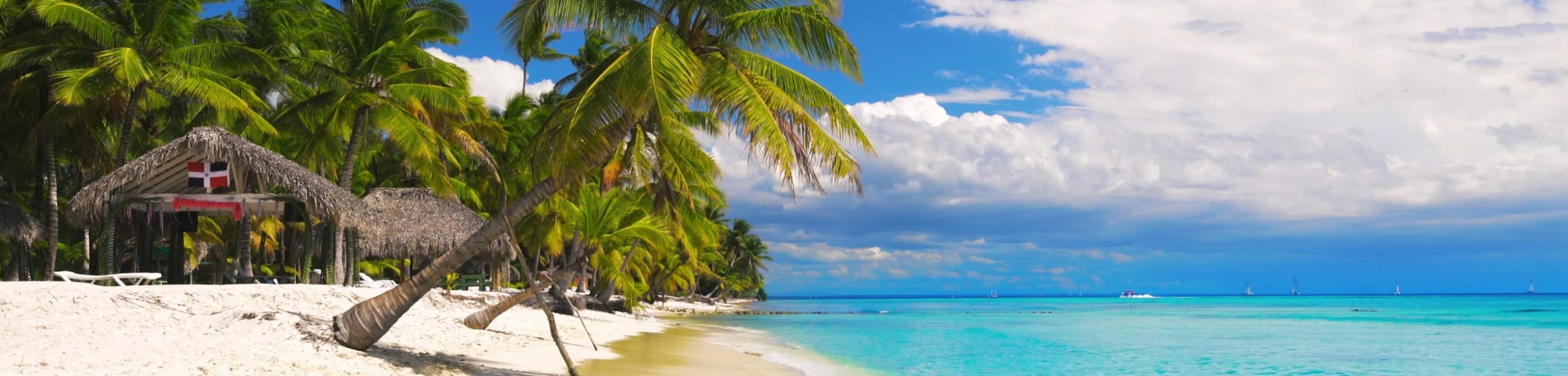 2500×600 Palm 1