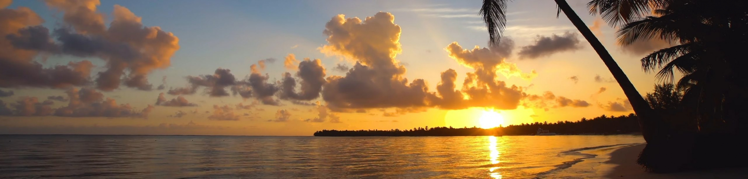 2500×600 palm2